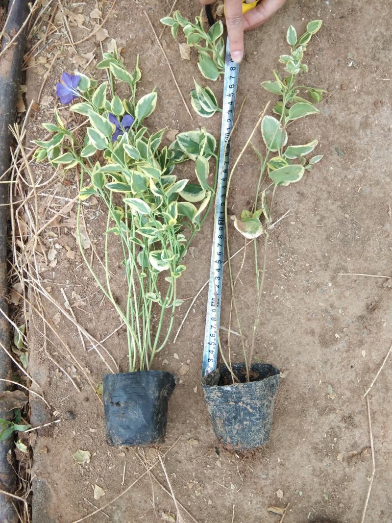 花叶蔓长春基地直销山东青州供应各种地被绿化苗木