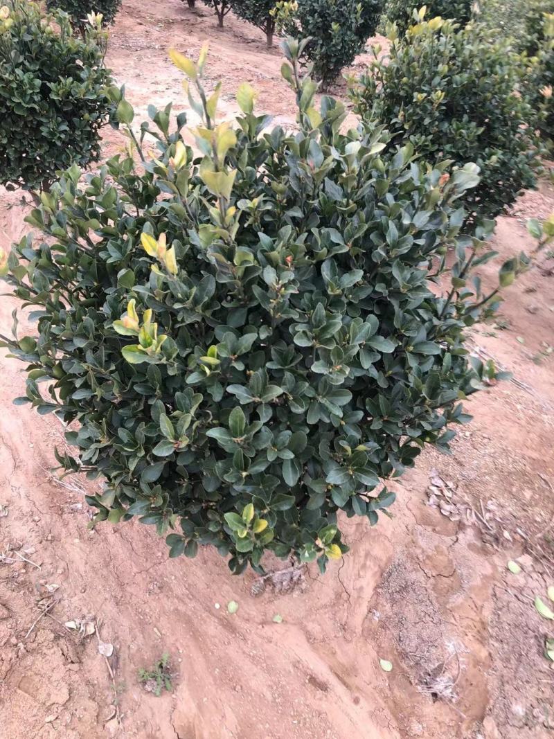 花叶蔓长春基地直销山东青州供应各种地被绿化苗木