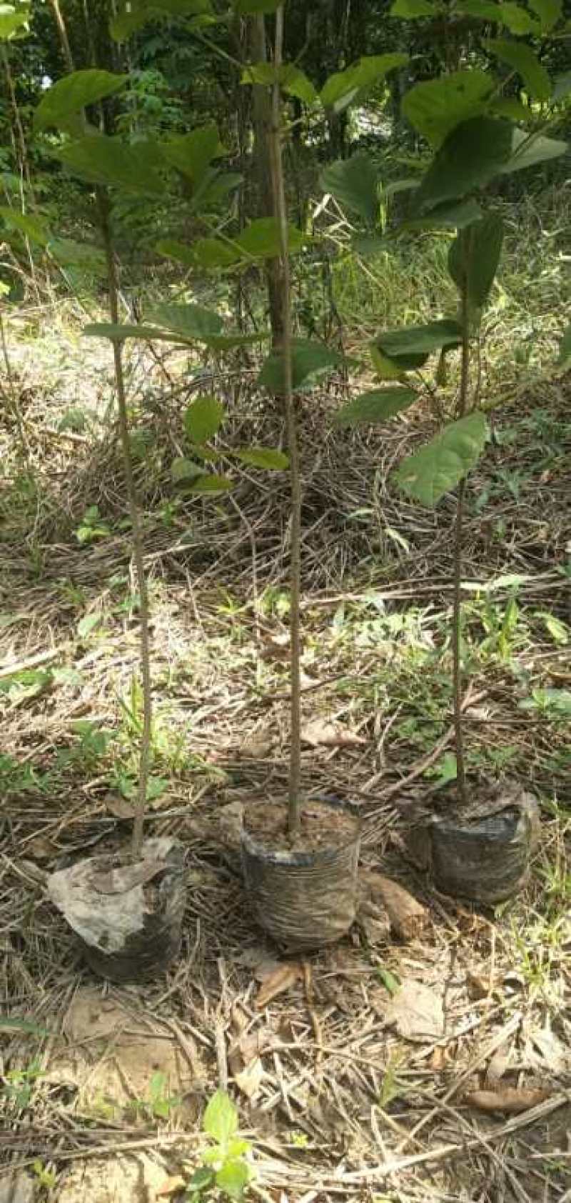 本人有大量多花黄花风铃苗靓品种30公分至1米高出售