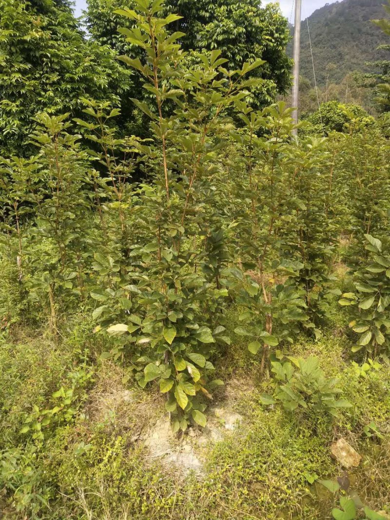 本人有大量多花黄花风铃苗靓品种30公分至1米高出售