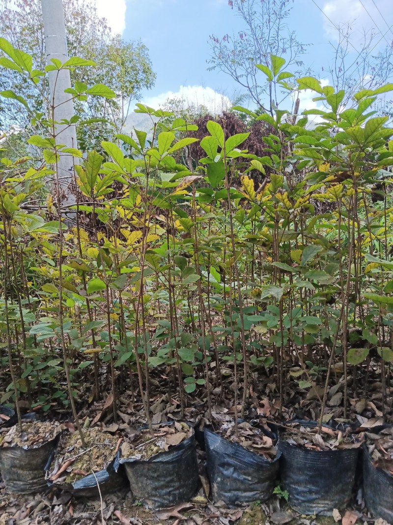 本人有大量多花黄花风铃苗靓品种30公分至1米高出售