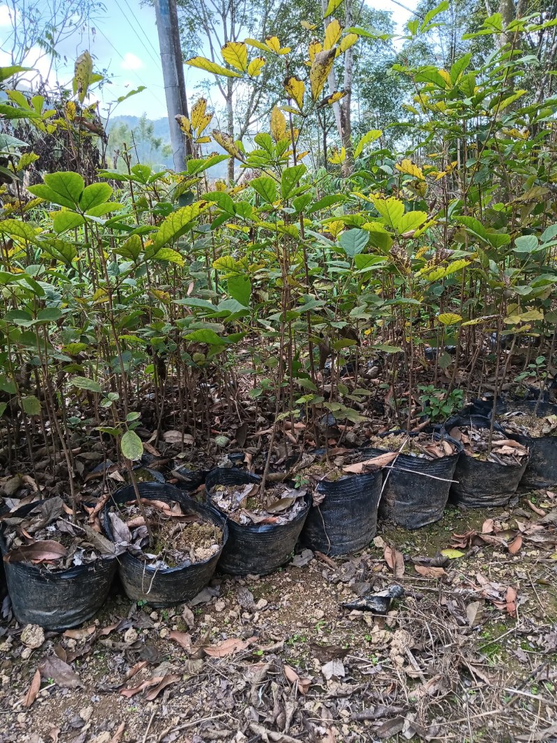 本人有大量多花黄花风铃苗靓品种30公分至1米高出售