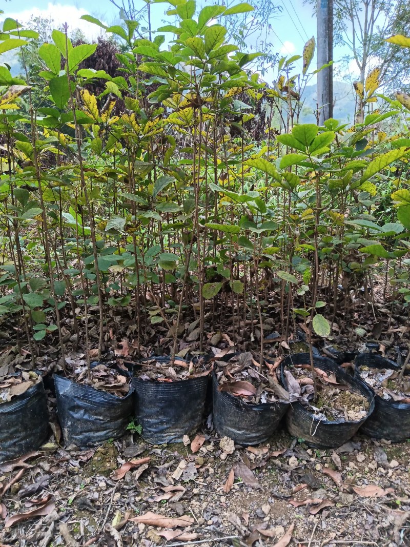 本人有大量多花黄花风铃苗靓品种30公分至1米高出售
