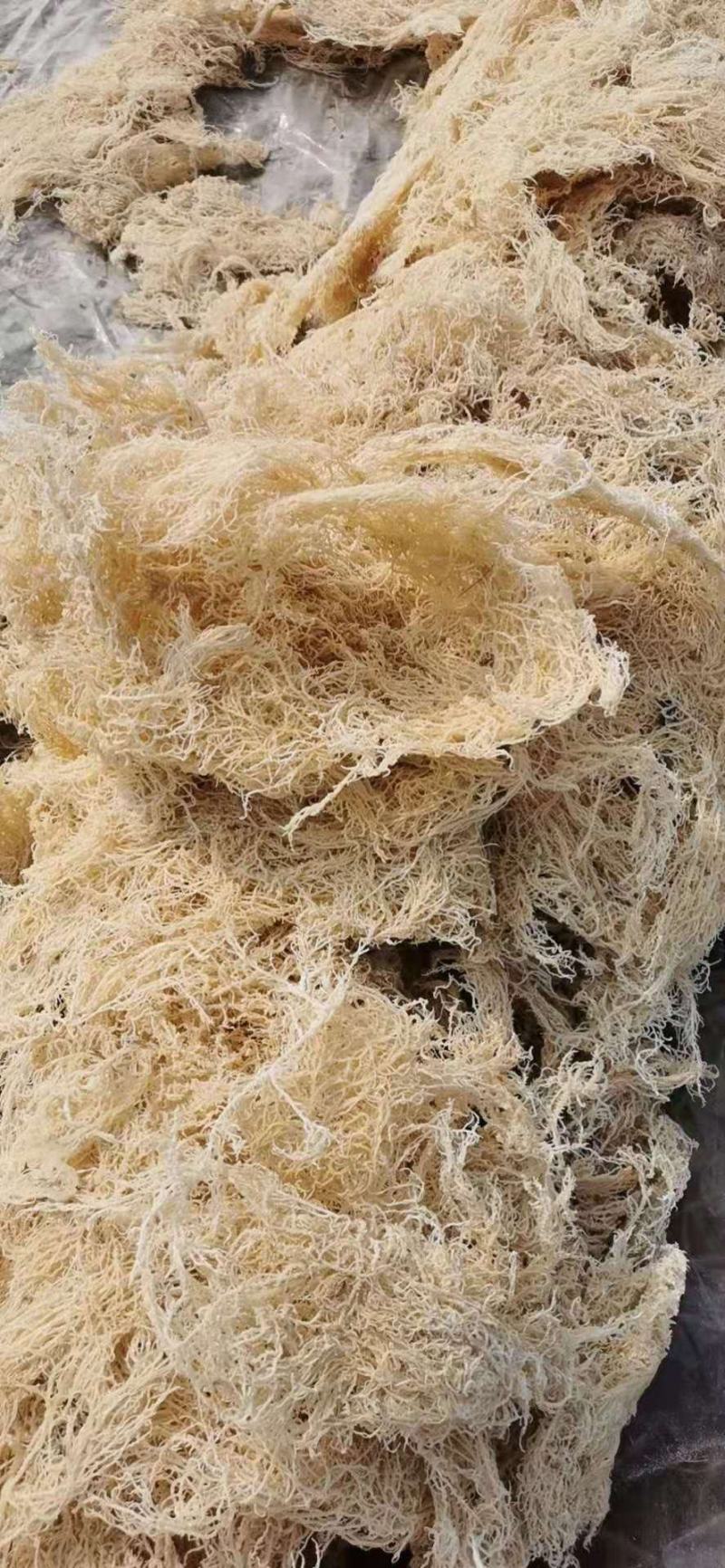 山东枣庄滕州高质量龙须菜干菜17斤潮菜55斤中条细条常备