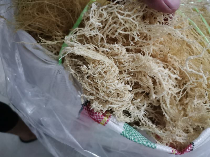 山东枣庄滕州高质量龙须菜干菜17斤潮菜55斤中条细条常备