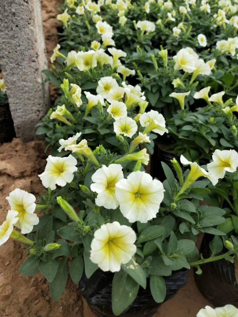 垂吊牵牛垂吊矮牵牛基地直销山东青州供应草花绿化苗木