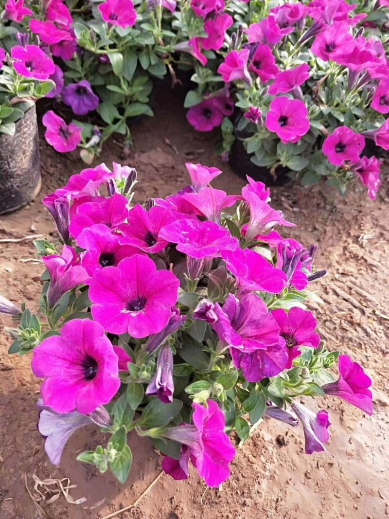 垂吊牵牛垂吊矮牵牛基地直销山东青州供应草花绿化苗木