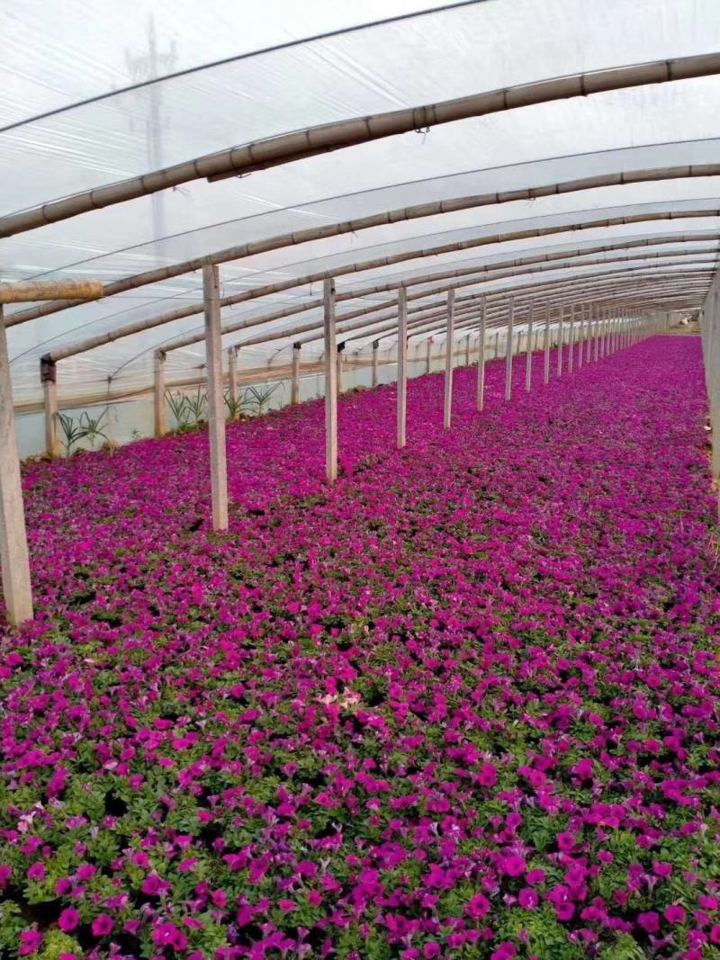 垂吊牵牛垂吊矮牵牛基地直销山东青州供应草花绿化苗木