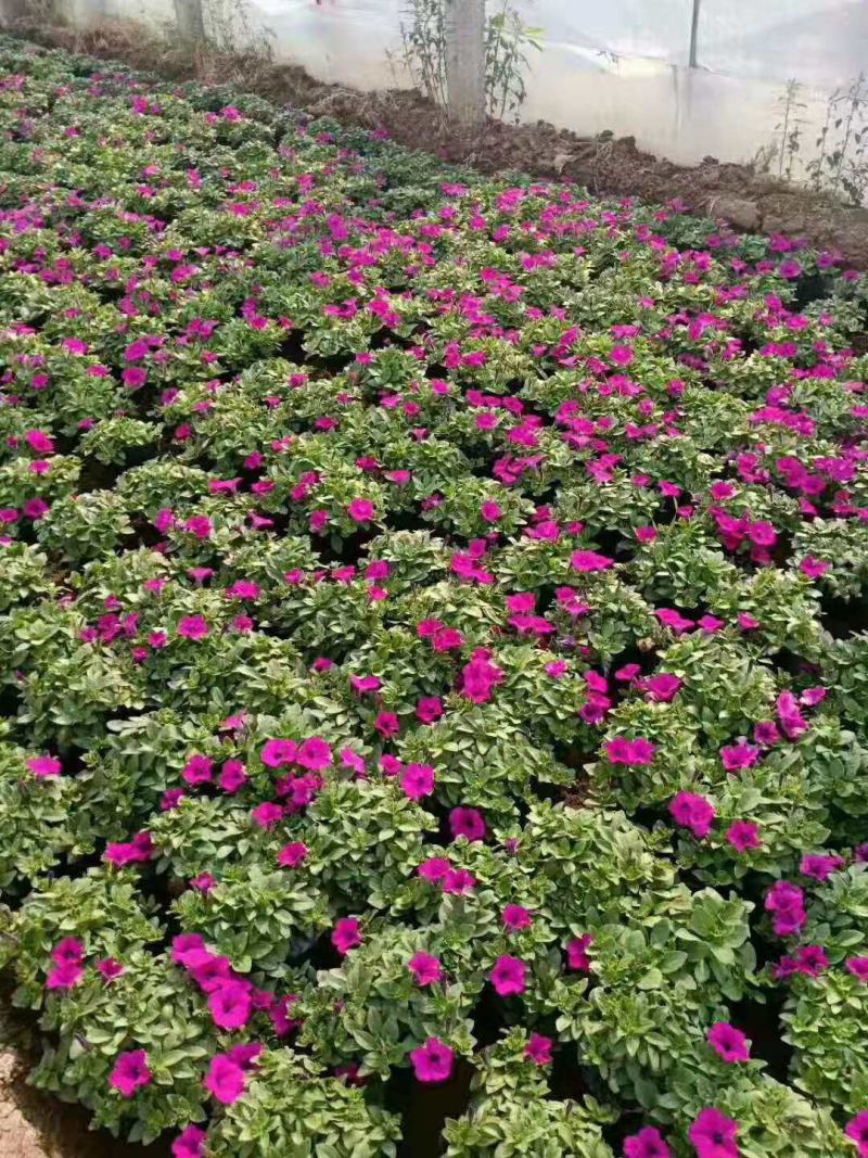 垂吊牵牛垂吊矮牵牛基地直销山东青州供应草花绿化苗木