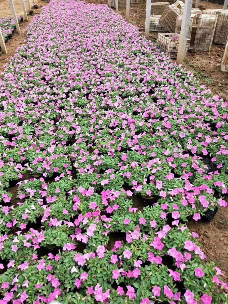 垂吊牵牛垂吊矮牵牛基地直销山东青州供应草花绿化苗木