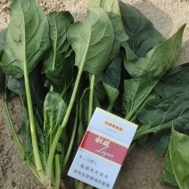 河南省焦作市温县露地大叶菠菜，从20到35，各种规格都有