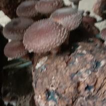 香菇香菇，菇农自己种植