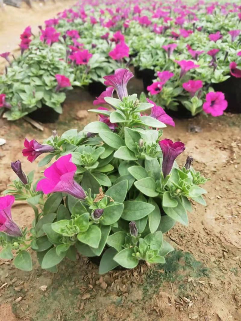垂钓牵牛盆栽垂钓牵牛基地直销山东供应各种地被绿化苗木