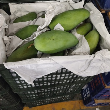 【高碑店新发地-乐航商贸】越南青皮芒（原筐）