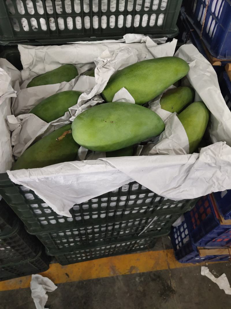 【高碑店新发地-乐航商贸】越南青皮芒（原筐）