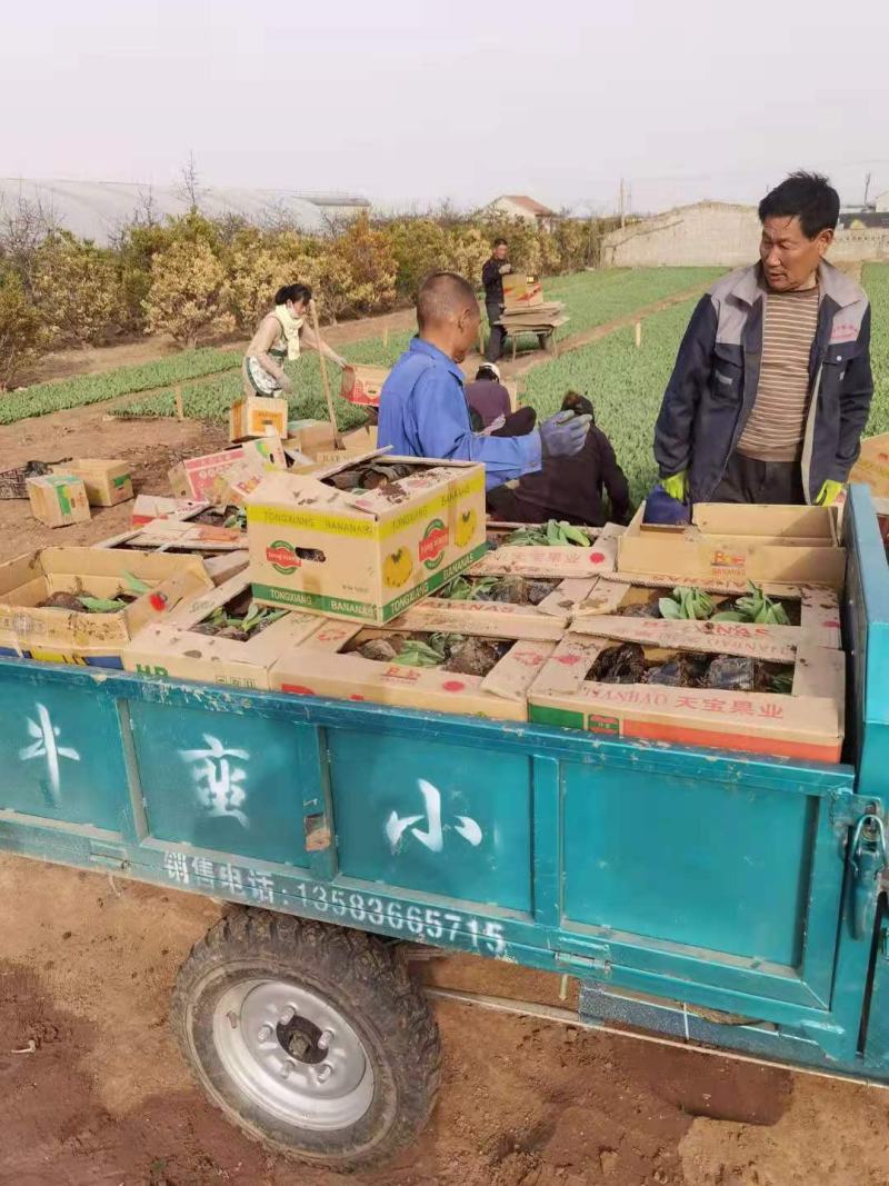 郁金香荷兰进囗基地直销山东青州供应各种地被绿化苗木