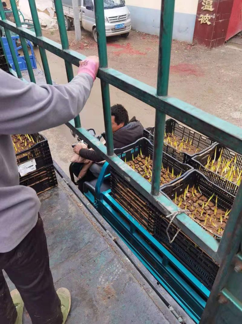 郁金香荷兰进囗基地直销山东青州供应各种地被绿化苗木