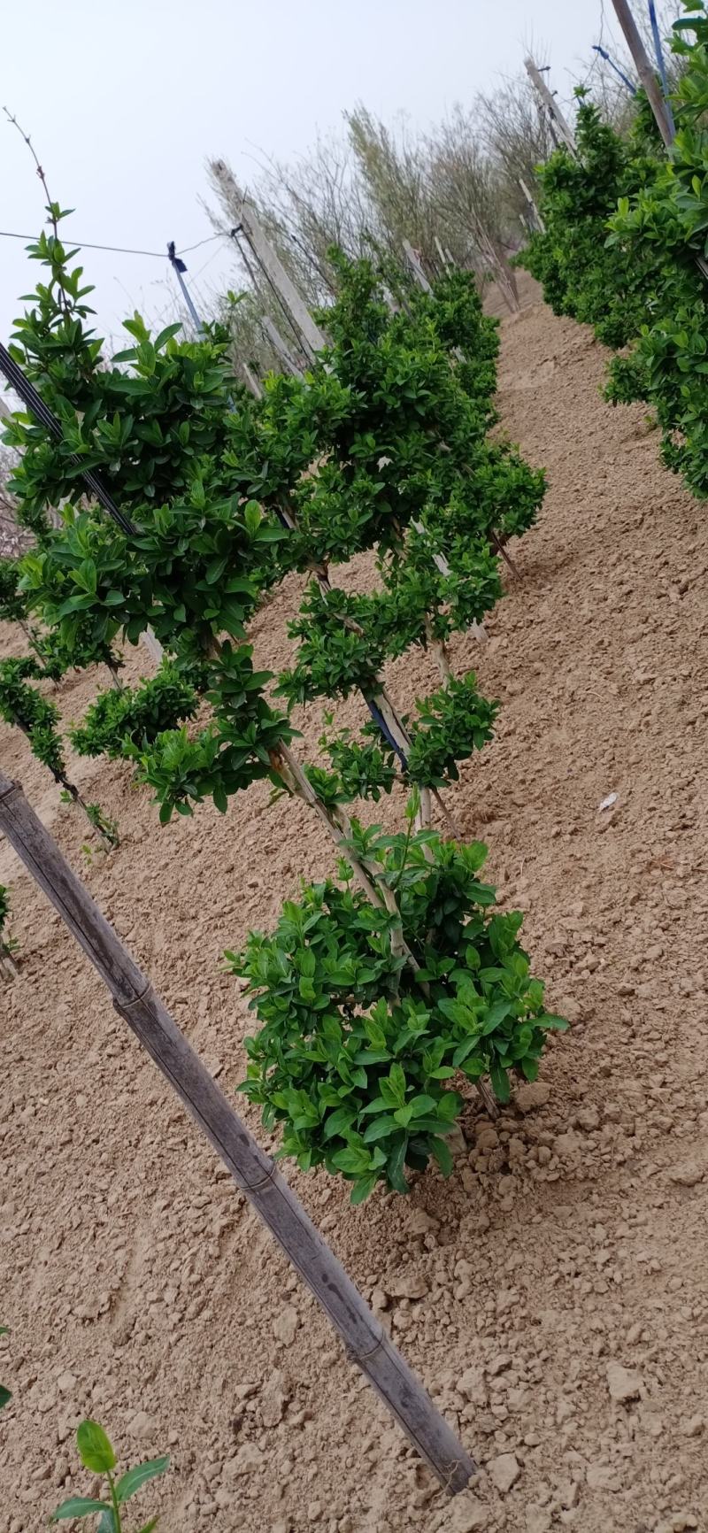 金银花春季开花，花儿又多又芳香，关键是非常容易养护，爬藤