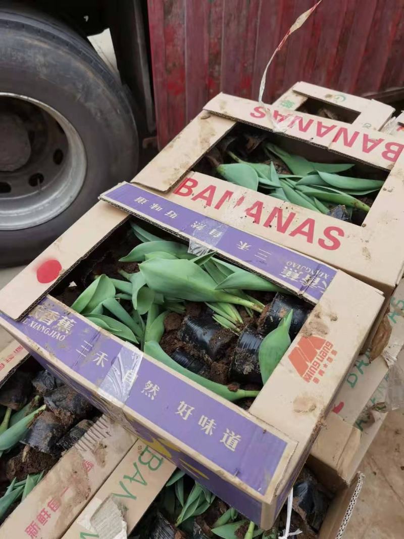 郁金香荷兰进囗基地直销山东青州供应各种地被绿化苗木