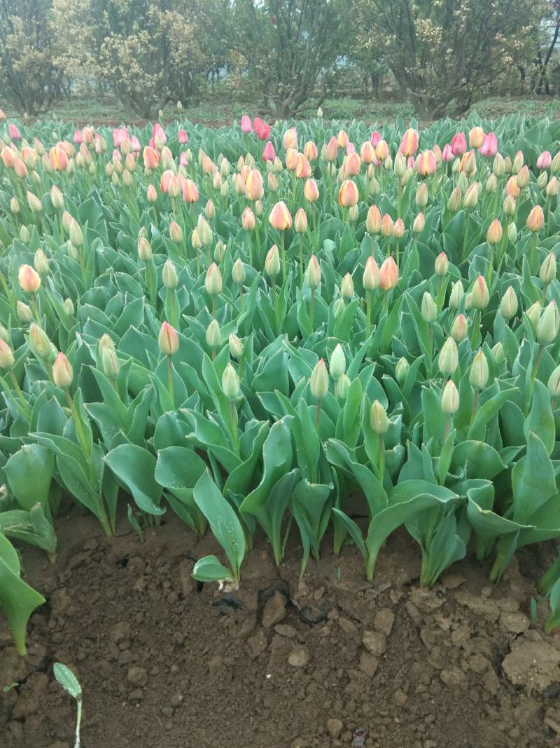 郁金香荷兰进囗基地直销山东青州供应各种地被绿化苗木