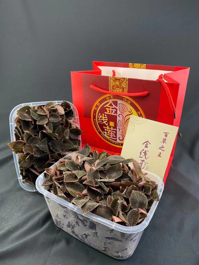 【中药材】金线莲鲜品，仿野生，产地直供批发价出售