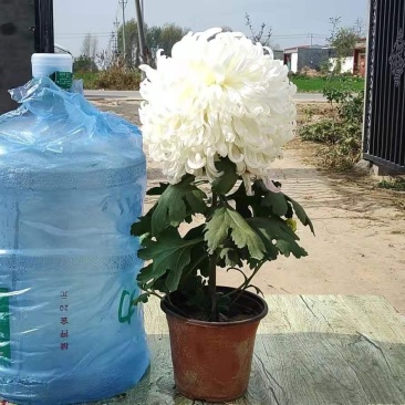 菊花，观赏菊，茶菊，