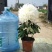 菊花，观赏菊，茶菊，