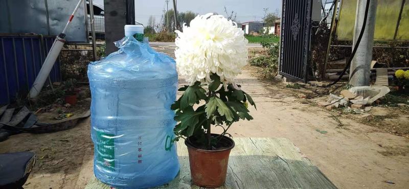 菊花，观赏菊，茶菊，