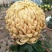 菊花，观赏菊，茶菊，