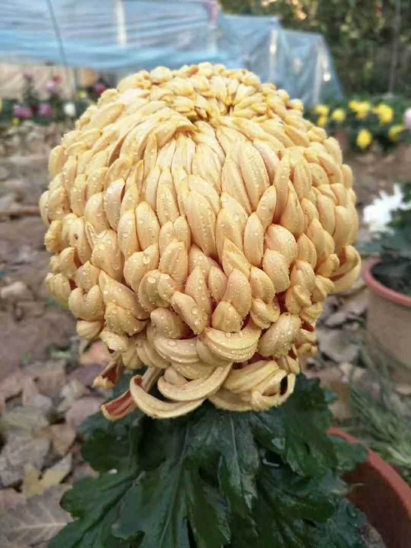 菊花，观赏菊，茶菊，