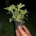醉蝶花皮桶醉蝶花基地直销山东青州供应各种草花绿化苗木