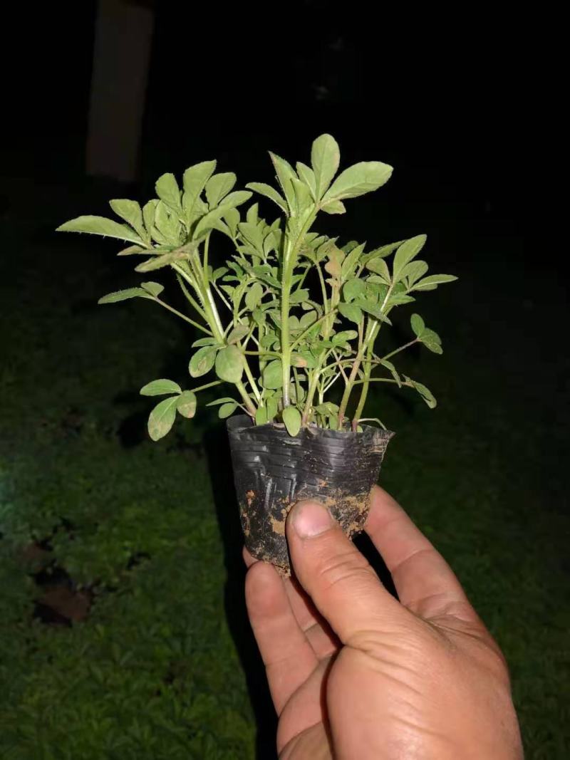 醉蝶花皮桶醉蝶花基地直销山东青州供应各种草花绿化苗木