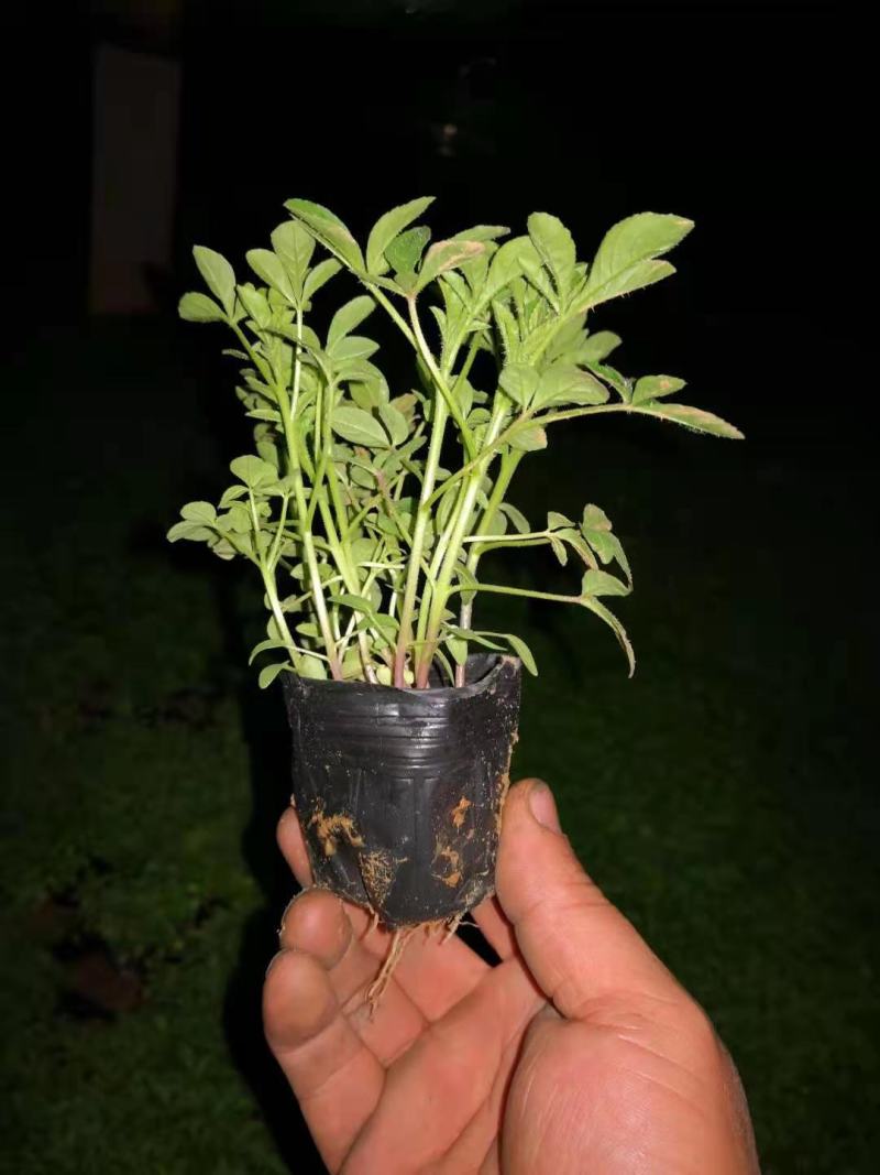 醉蝶花皮桶醉蝶花基地直销山东青州供应各种草花绿化苗木