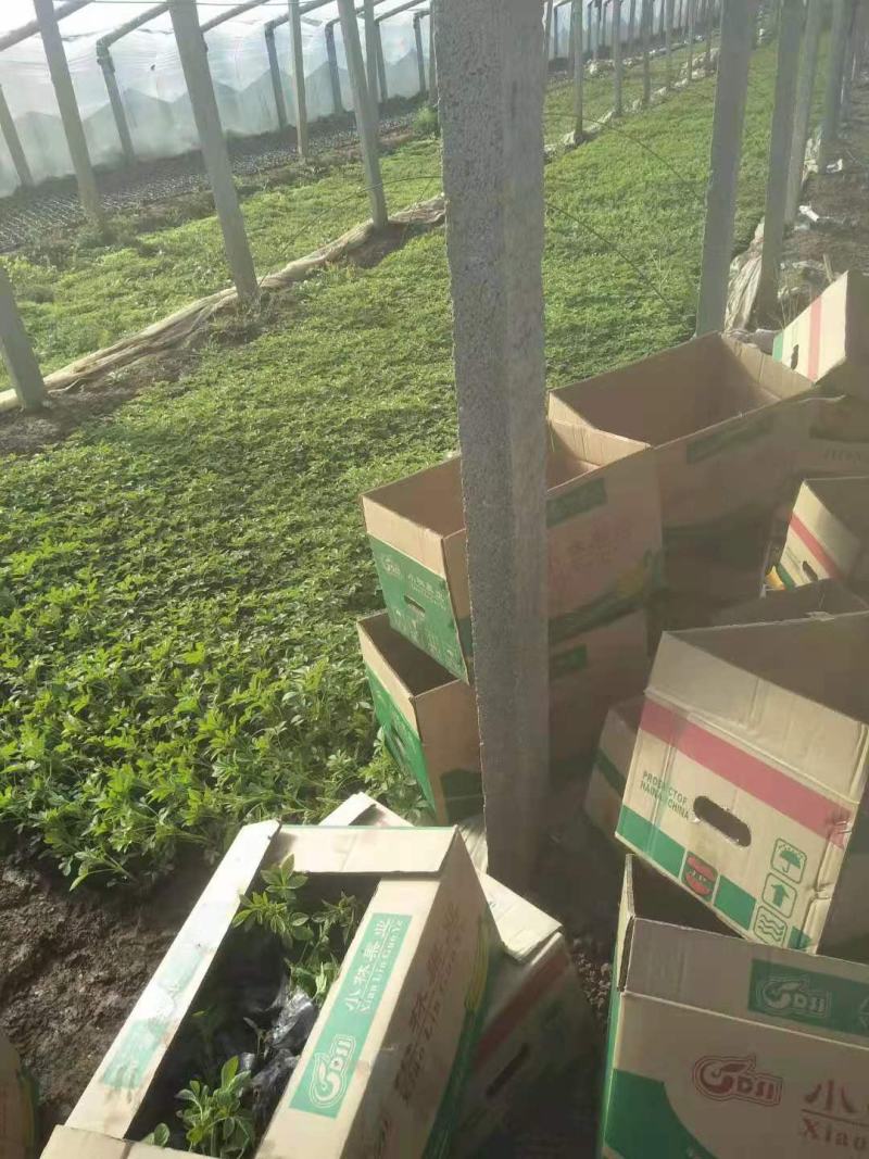 醉蝶花皮桶醉蝶花基地直销山东青州供应各种草花绿化苗木