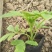 醉蝶花皮桶醉蝶花基地直销山东青州供应各种草花绿化苗木
