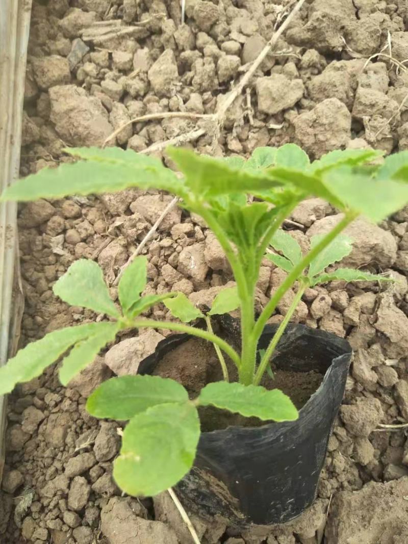 醉蝶花皮桶醉蝶花基地直销山东青州供应各种草花绿化苗木