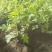 醉蝶花皮桶醉蝶花基地直销山东青州供应各种草花绿化苗木