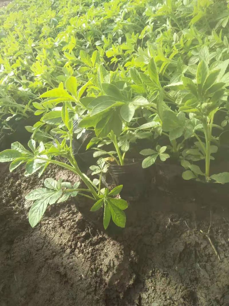 醉蝶花皮桶醉蝶花基地直销山东青州供应各种草花绿化苗木
