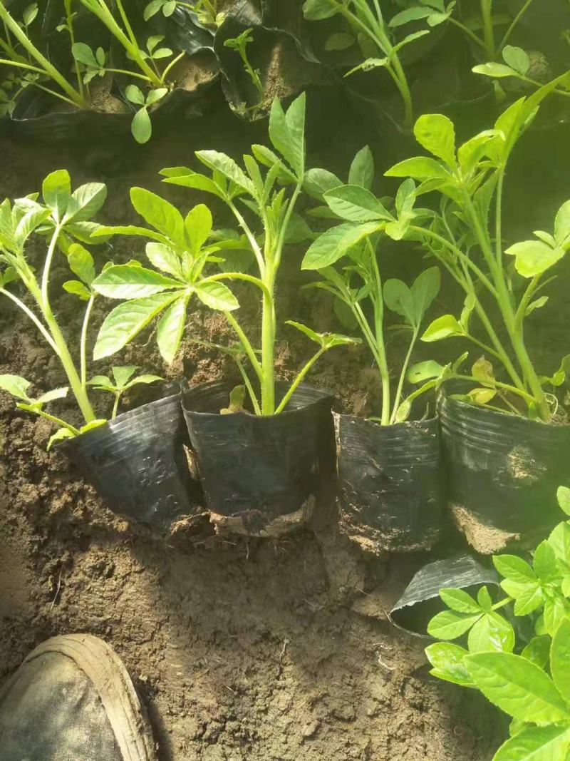醉蝶花皮桶醉蝶花基地直销山东青州供应各种草花绿化苗木