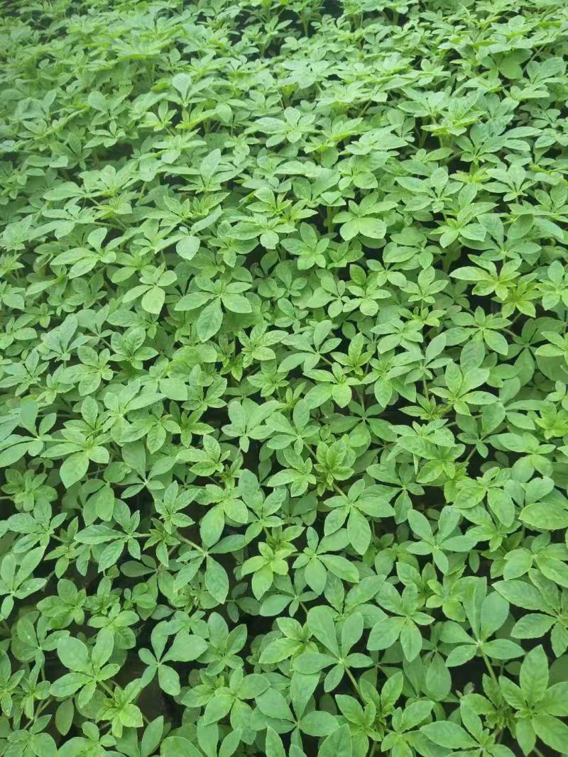 醉蝶花皮桶醉蝶花基地直销山东青州供应各种草花绿化苗木