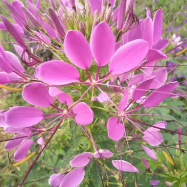醉蝶花皮桶醉蝶花基地直销山东青州供应各种草花绿化苗木