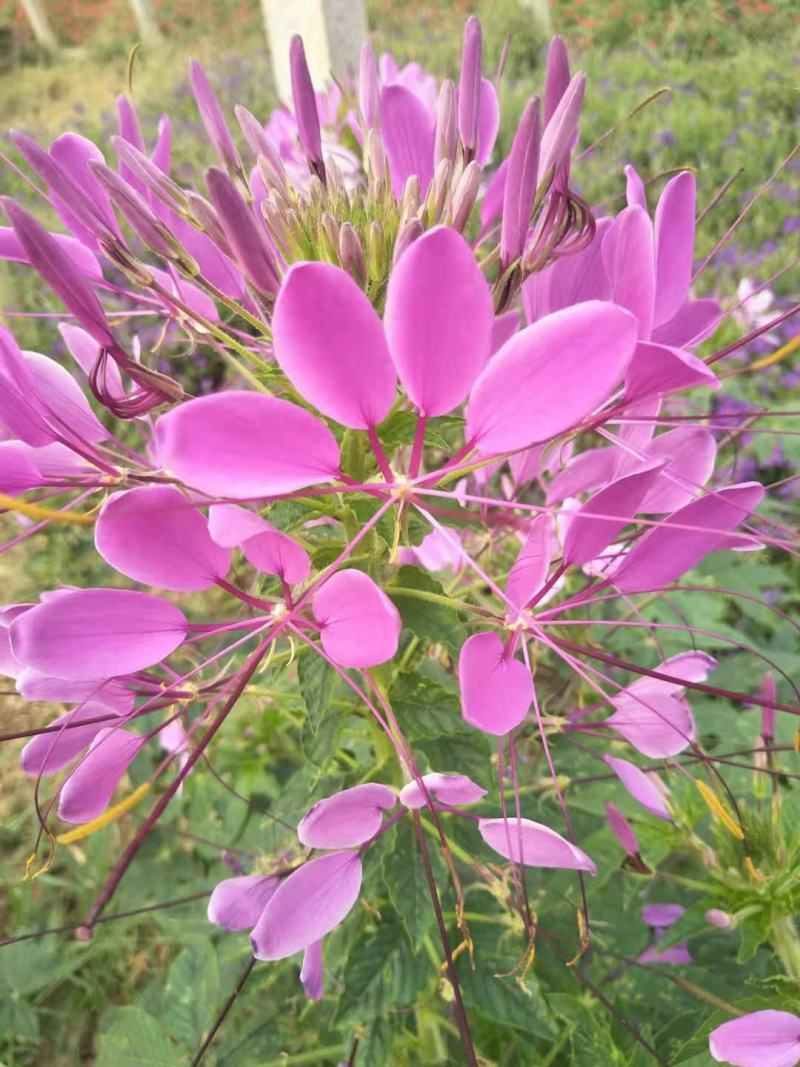 醉蝶花皮桶醉蝶花基地直销山东青州供应各种草花绿化苗木