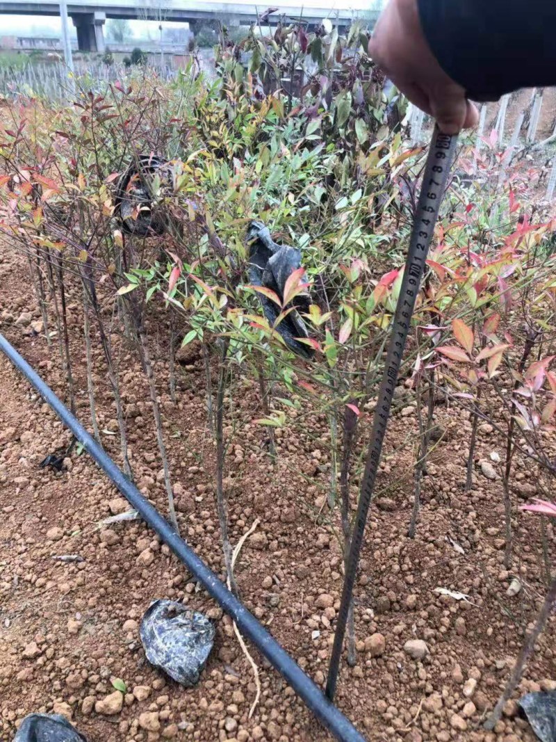 南天竹火焰南天竹南天竹杯苗绿化南天竹