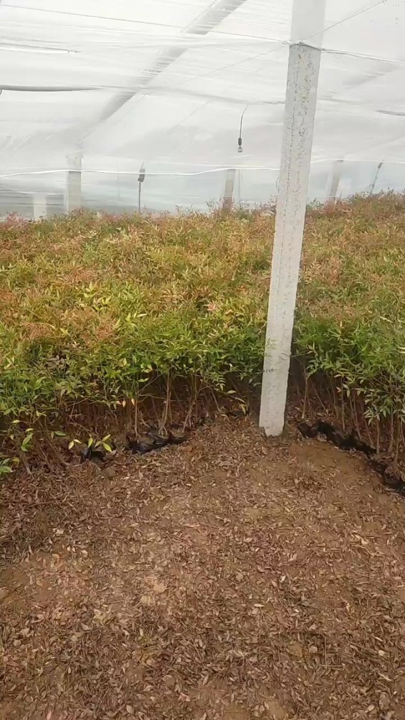 南天竹火焰南天竹南天竹杯苗绿化南天竹