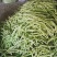 山东九粒白芸豆大量上市。有需要的老板抓紧时间来订货