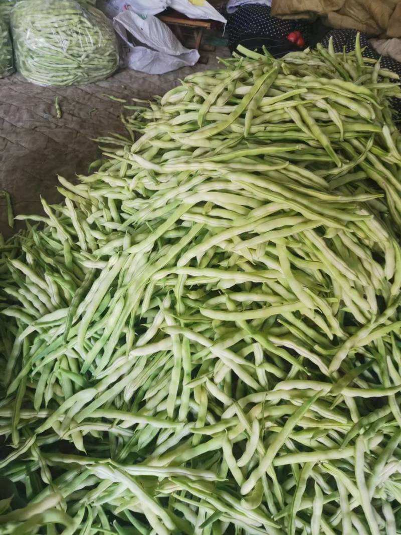 山东九粒白芸豆大量上市。有需要的老板抓紧时间来订货