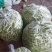 山东九粒白芸豆大量上市。有需要的老板抓紧时间来订货