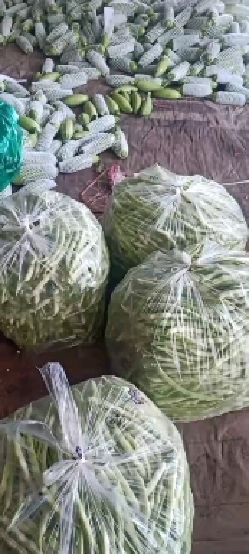 山东九粒白芸豆大量上市。有需要的老板抓紧时间来订货