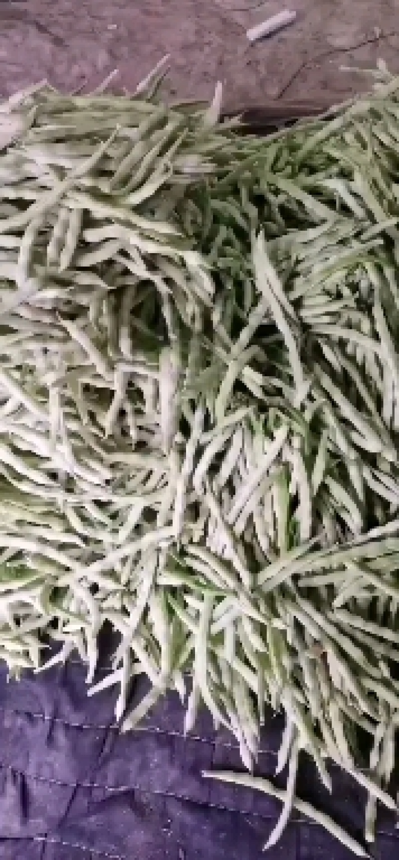 山东九粒白芸豆大量上市。有需要的老板抓紧时间来订货