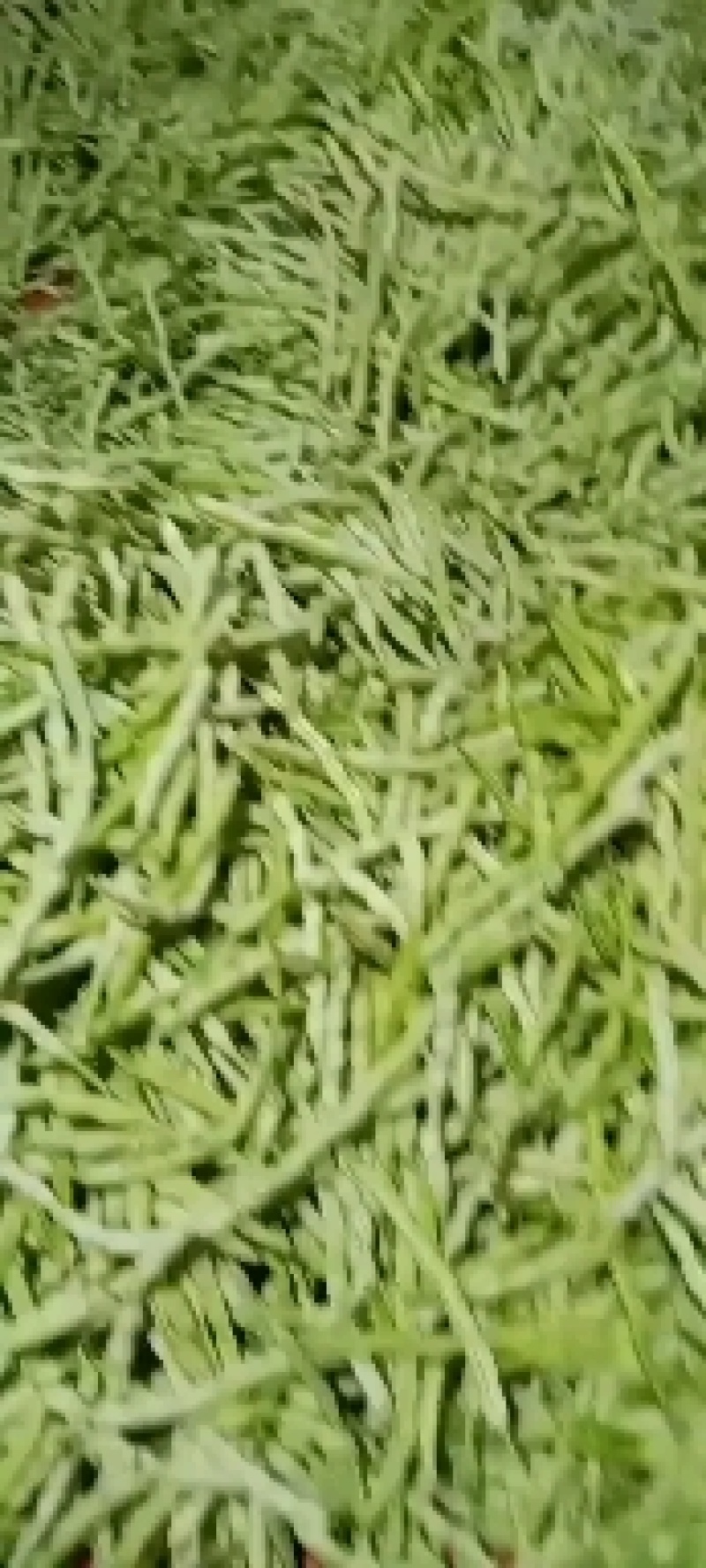 山东九粒白芸豆大量上市。有需要的老板抓紧时间来订货